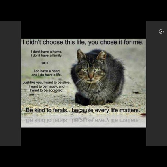 Learn about Trap/Neuter/ Return feed and shelter. - Picture 2 of 4